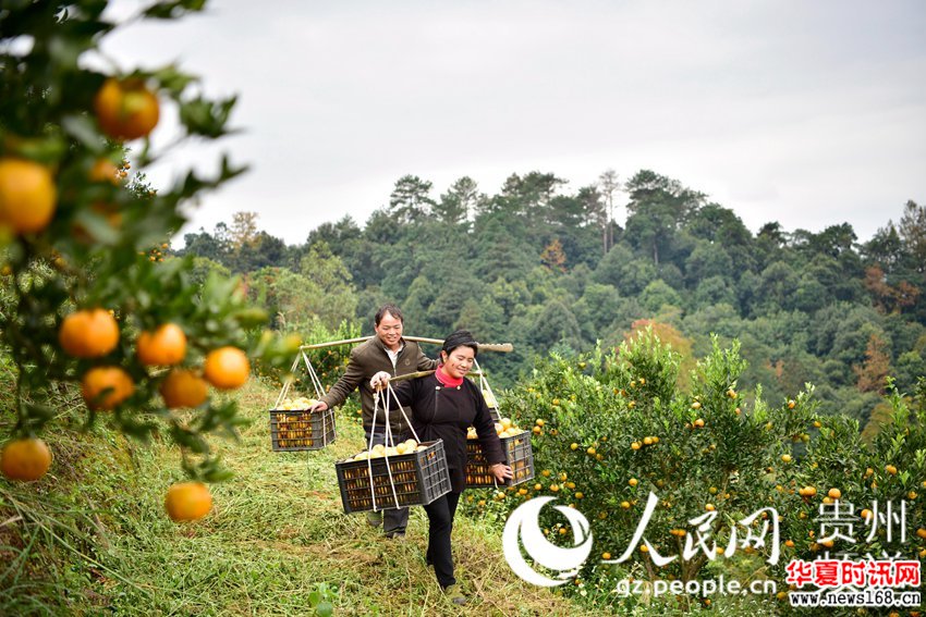 2017年11月30日，在贵州省从江县丙妹镇銮里村6组，果农正在摘收椪柑。 （吴德军摄）