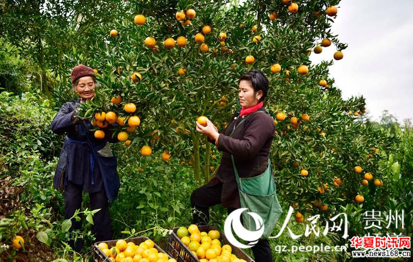 2017年11月30日，两名贵州省从江县丙妹镇銮里村6组果农在采摘椪柑。 （吴德军摄）