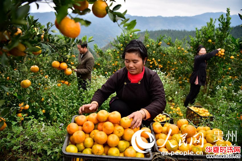 2017年11月30日，在贵州省从江县丙妹镇銮里村6组，果农正在摘收椪柑。 （吴德军摄）