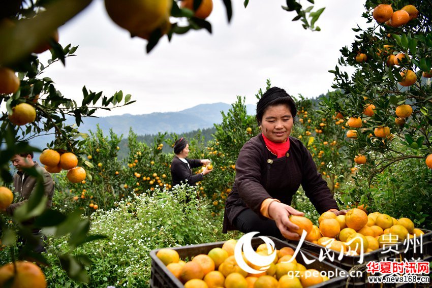 2017年11月30日，在贵州省从江县丙妹镇銮里村6组，果农正在采摘椪柑。 （吴德军摄）