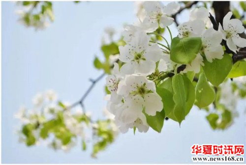 阳春三月到汉中市晴雪香苑生态园林赏梨花品美食
