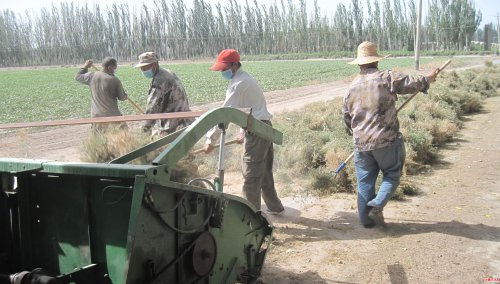 新疆兵团三团十连棉田套种小茴香助农增收
