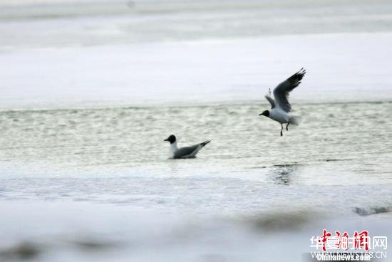 2005年5月中旬，两只灰雁在可可西里无人区多格错仁附近的冰河中嬉戏。中国大部分地区进入夏季的时候，这里依然一片冰雪世界。中新社记者 武仲林 摄
