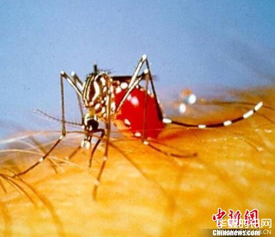 图为：埃及伊蚊。 杭州疾控供图