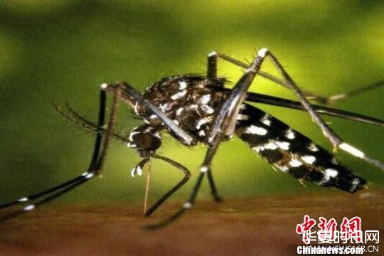 图为：白纹伊蚊。 杭州疾控供图