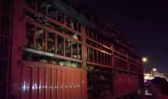 爱狗人士拦车救待宰犬 法律人士称拦车也属违法