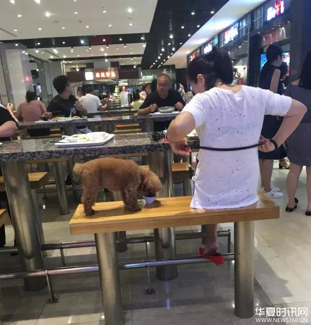 大连一对男女用公共餐具喂狗喝奶茶 网友:无公德