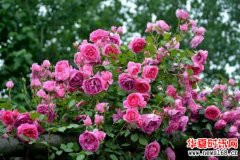 冬日月季，看看美丽吗？