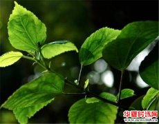 2018春分好运接连不断的生肖，有你吗？