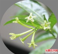 这几种花，再好看也不要在家里养，对人身体无益！