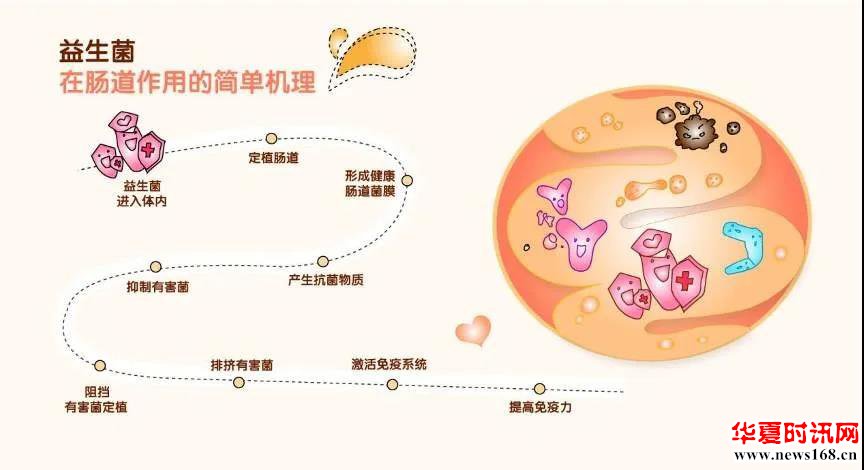 益生菌对这八种腹泻有作用！建议家中常备！