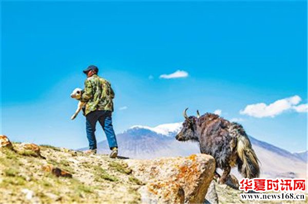 在沙热力克夏牧场,牧民将一头出生不到两小时的小牦牛抱离陡坡,母牦牛在其身后紧紧跟随