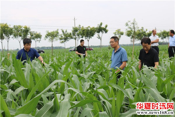 陕西省种植业处吴金亮、省农技推广站赵建兴到临渭区调研夏玉米生产情况