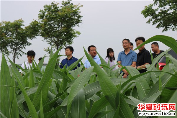 陕西省种植业处吴金亮、省农技推广站赵建兴到临渭区调研夏玉米生产情况