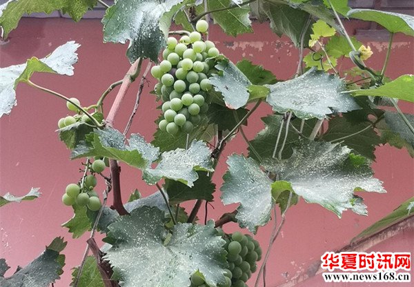 西安外国语大学英文学院分享爱志愿者队“青春聚力乡村振兴”社会调研——宝鸡站