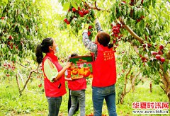 阿克苏实验林场园林社区工作队的“桃”跑计划让果农喜上眉梢