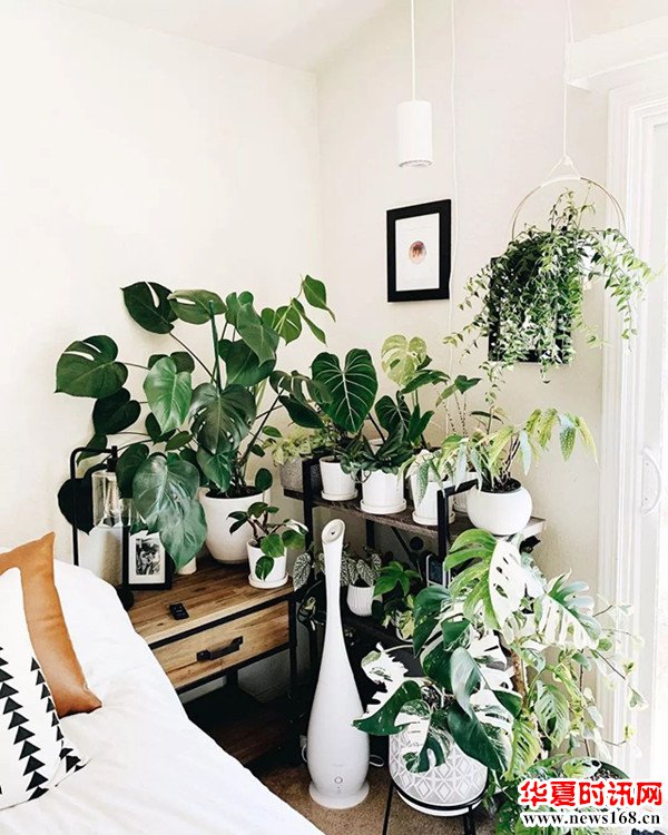 室内绿植