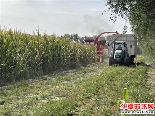 十一团十连千亩青贮玉米进入收获期