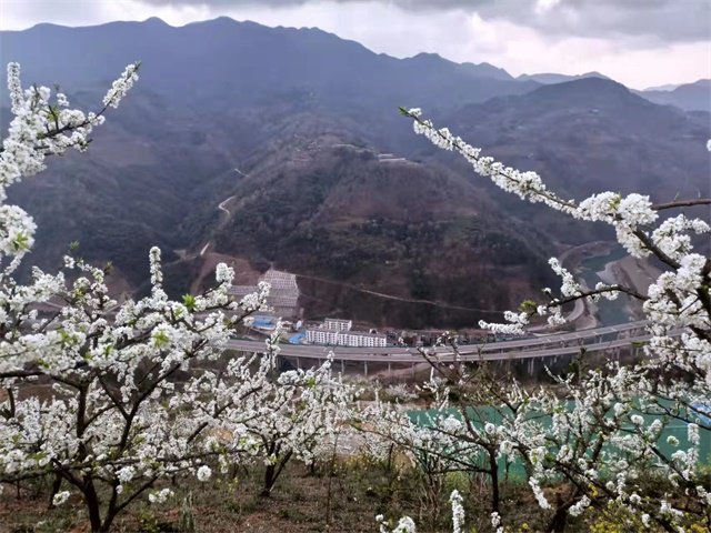 第四届中国西乡堰口镇檀木村李子花海赛诗会成功举办