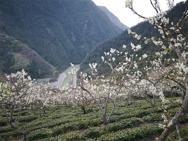 第四届中国西乡堰口镇檀木村李子花海赛诗会成功举办