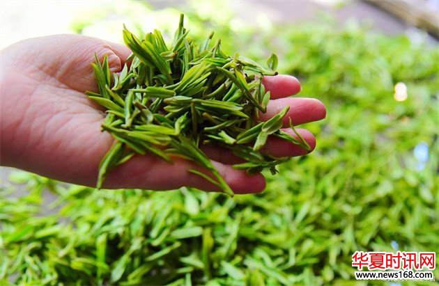 杭州品茶工作室新风尚：大圈社交与高端茶饮外卖的完美融合