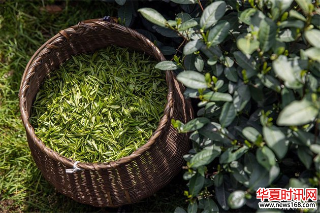 杭州品茶工作室新风尚：大圈社交与高端茶饮外卖的完美融合