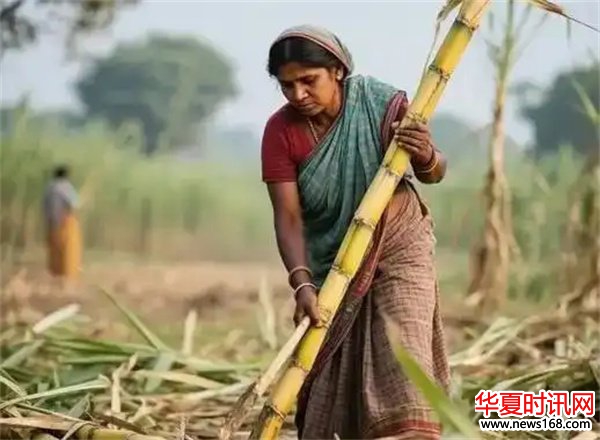 印度真实的样子，比我想象的更加残酷