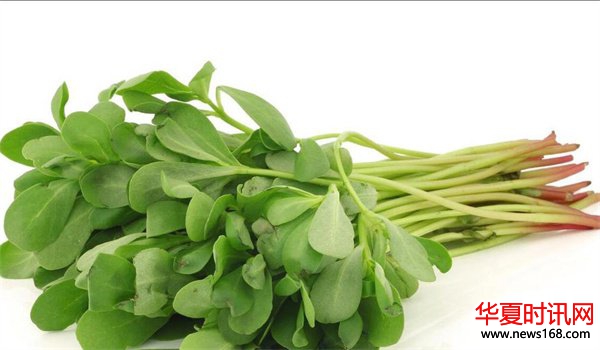 自带“青霉素”的蔬菜马齿笕