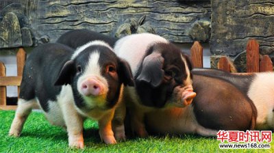 新华视点丨猪肉价格走低 如何促进供需平衡